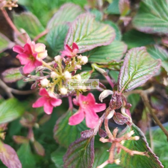 Bangita, Japán hógolyó bangita