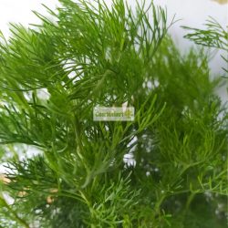 Kóla cserje, ürömcserje, cola növény