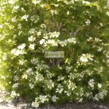 Bangita, Amerikai törpe bangita