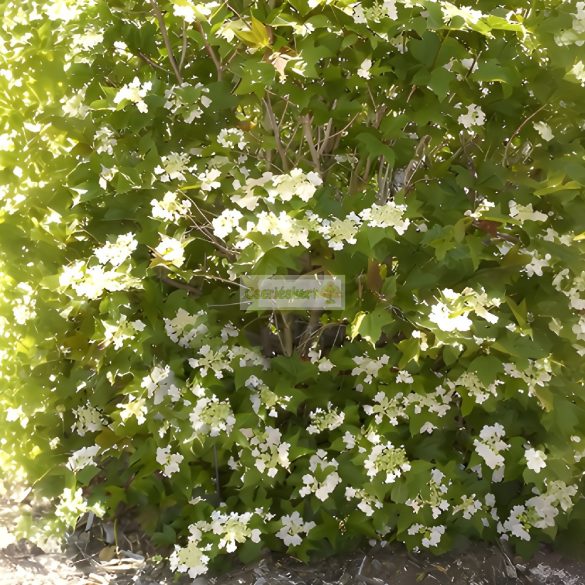 Bangita, Amerikai törpe bangita