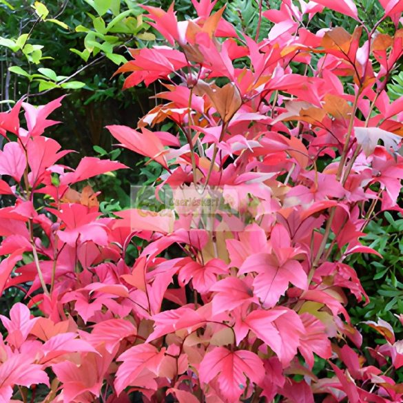 Bangita, Amerikai törpe bangita