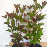 Bangita, Amerikai törpe bangita