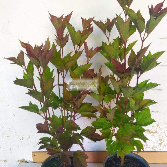 Bangita, Amerikai törpe bangita