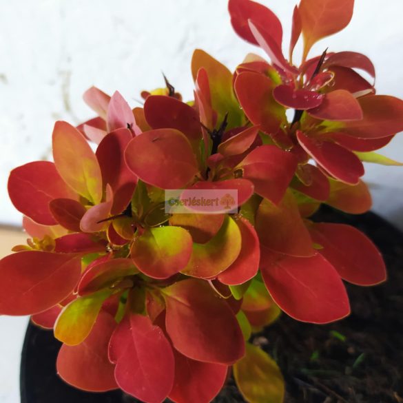 Borbolya, Japán borbolya