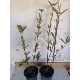 Bangita, Floridai bangita