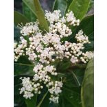 Bangita, Floridai (babérlevelű) bangita