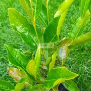 Bangita, Floridai bangita