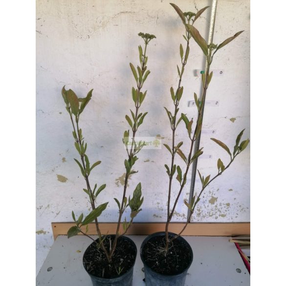 Bangita, Floridai bangita