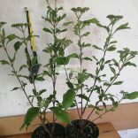 Bangita, Floridai (babérlevelű) bangita