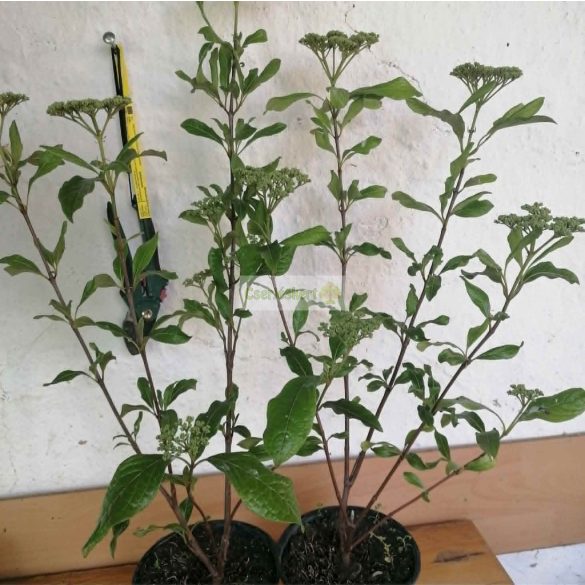 Bangita, Floridai (babérlevelű) bangita