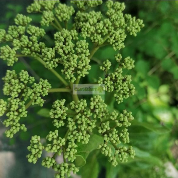 Bangita, Floridai (babérlevelű) bangita
