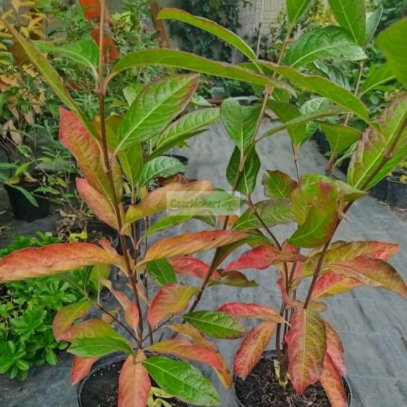 Bangita, Floridai (babérlevelű) bangita