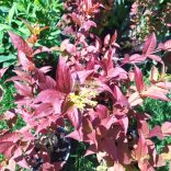 Sárgalonc, Keskenylevelű sárgalonc