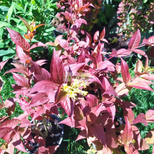 Sárgalonc, Keskenylevelű sárgalonc