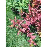 Sárgalonc, Keskenylevelű sárgalonc