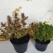 Veronika cserje mix, Örökzöld veronika cserje mix