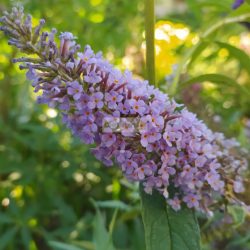 Nyári orgona, ibolyakék virágú nyári orgona