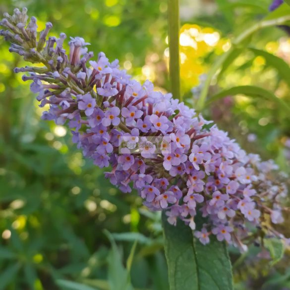 Nyári orgona, ibolyakék virágú nyári orgona