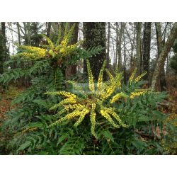 Mahónia, Dúsvirágú cserjés mahónia