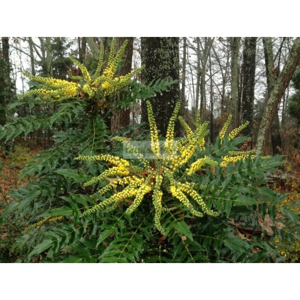 Mahónia, Dúsvirágú cserjés mahónia