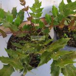 Mahónia, Dúsvirágú cserjés mahónia