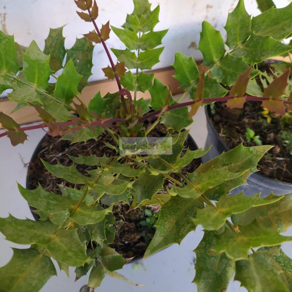 Mahónia, Dúsvirágú cserjés mahónia