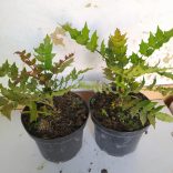 Mahónia, Dúsvirágú cserjés mahónia