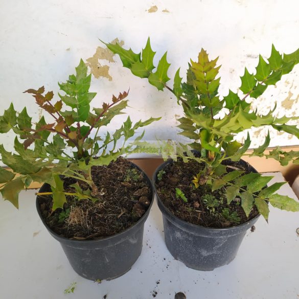 Mahónia, Dúsvirágú cserjés mahónia