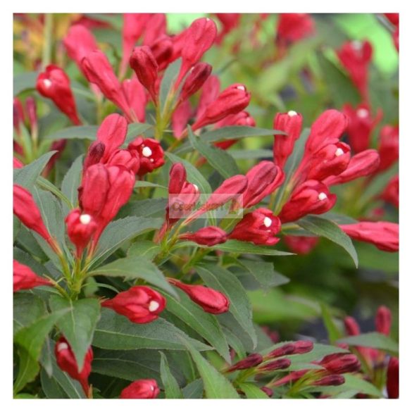 Rózsalonc, Folyton nyíló rózsalonc