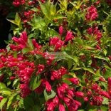 Rózsalonc, Folyton nyíló rózsalonc