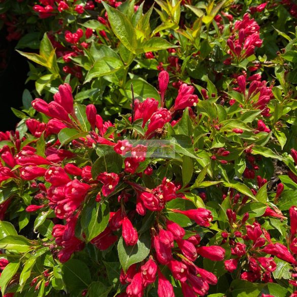 Rózsalonc, Folyton nyíló rózsalonc