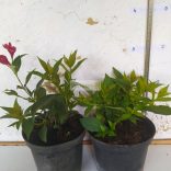 Rózsalonc, Folyton nyíló rózsalonc