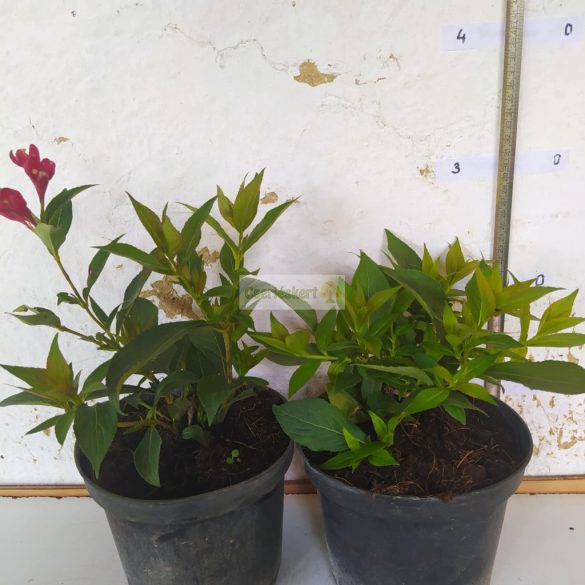 Rózsalonc, Folyton nyíló rózsalonc