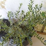 Lonc, Fehér-tarka levelű örökzöld mirtuszlonc