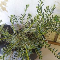 Lonc, Fehér-tarka levelű örökzöld mirtuszlonc