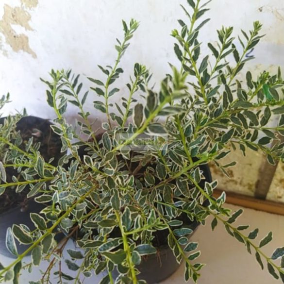 Lonc, Fehér-tarka levelű örökzöld mirtuszlonc