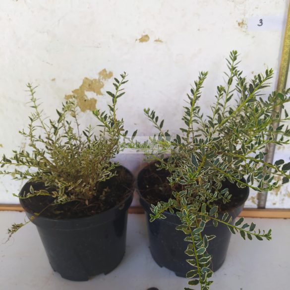 Lonc, Fehér-tarka levelű örökzöld mirtuszlonc