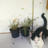 Lonc, Fehér-tarka levelű örökzöld mirtuszlonc