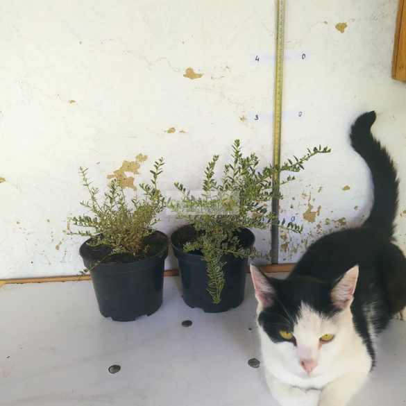 Lonc, Fehér-tarka levelű örökzöld mirtuszlonc