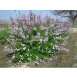 Orgona, Szeldelt levelű perzsa orgona
