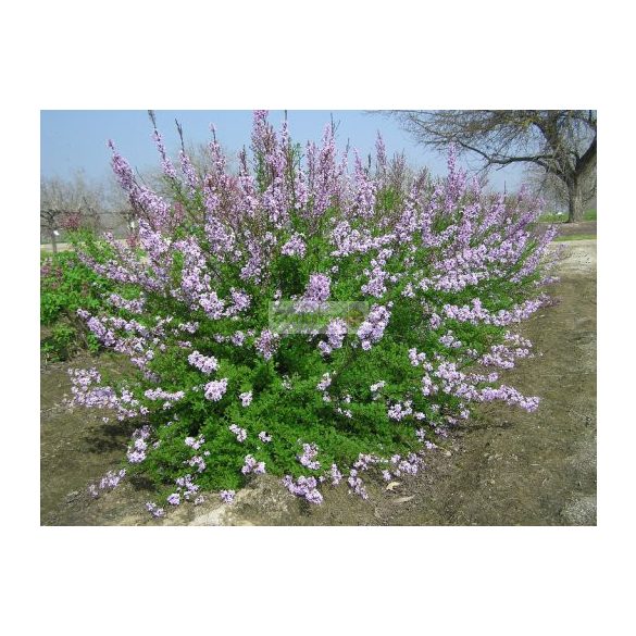 Orgona, Szeldelt levelű perzsa orgona