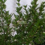 Orgona, Szeldelt levelű perzsa orgona