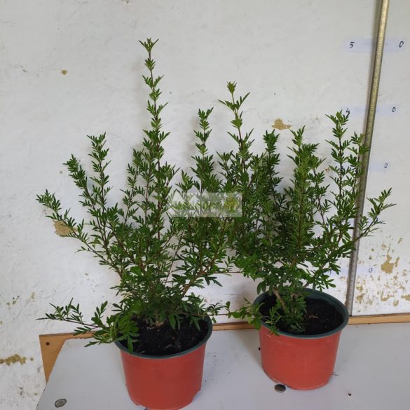 Orgona, Szeldelt levelű perzsa orgona