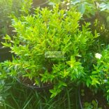 Mirtuszcserje, kislevelű mirtuszcserje