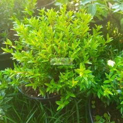 Mirtuszcserje, kislevelű mirtuszcserje