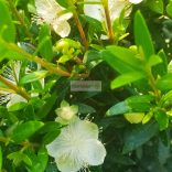 Mirtuszcserje, kislevelű mirtuszcserje