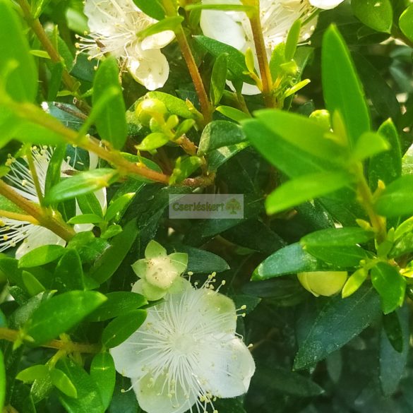 Mirtuszcserje, kislevelű mirtuszcserje