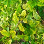 Lonc, Sárgacirmos japánlonc