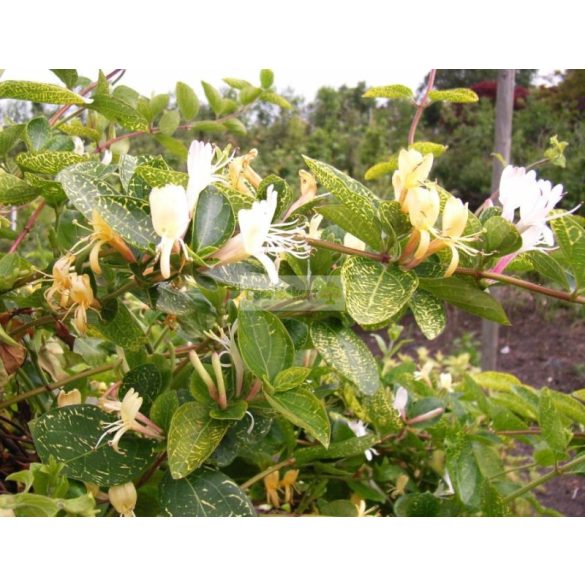 Lonc, Sárgacirmos japánlonc