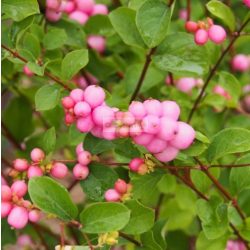 Hóbogyó, Rózsaszín hóbogyó